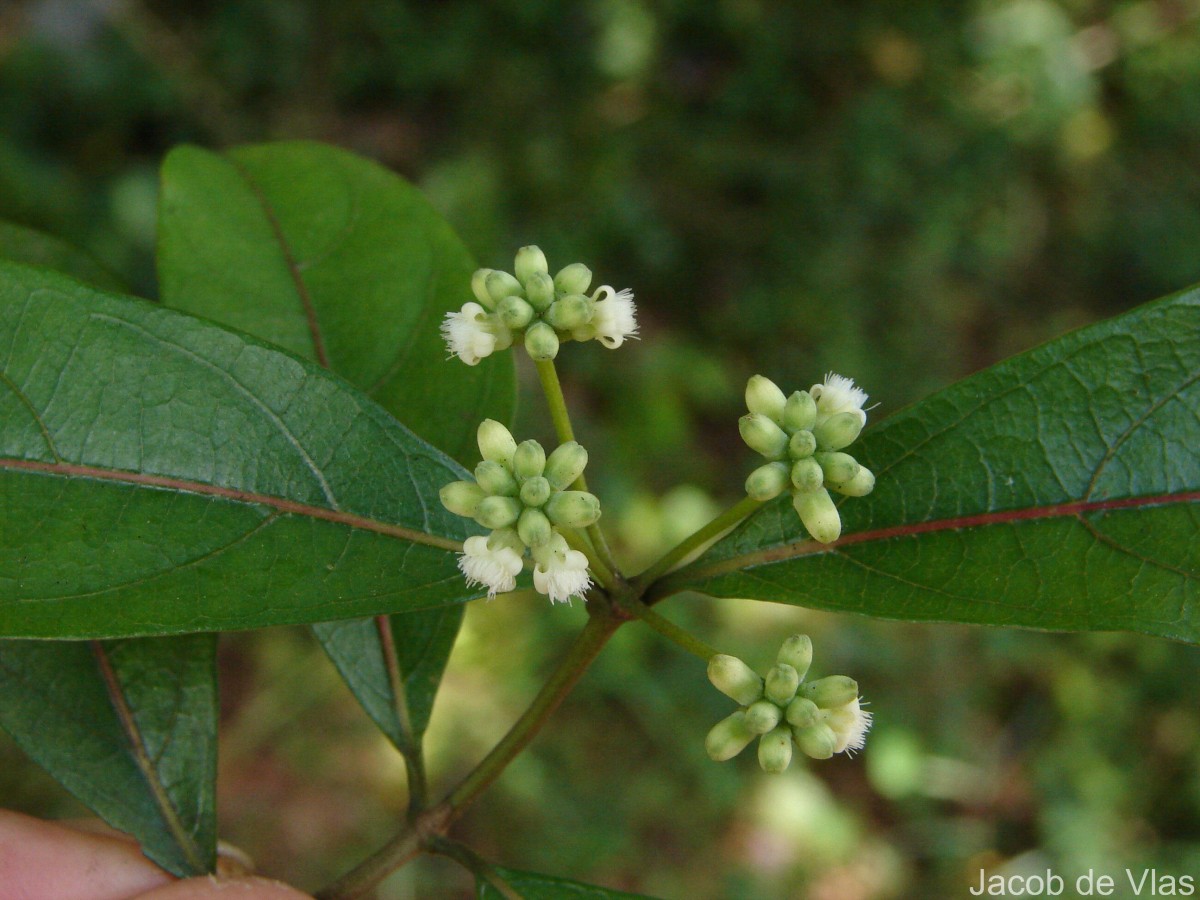 Gynochthodes umbellata (L.) Razafim. & B.Bremer
